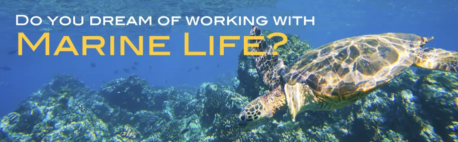 Do you dream of working with Marine Life